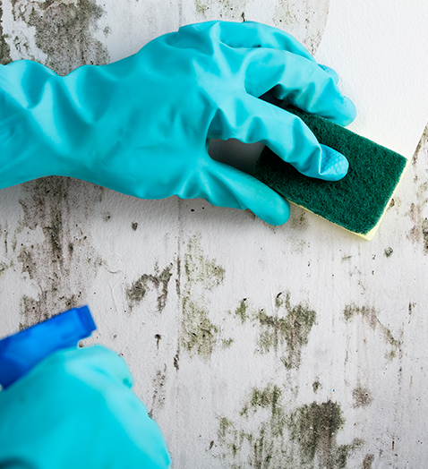cleaning-of-mold-inspection-austin-tx.jpg