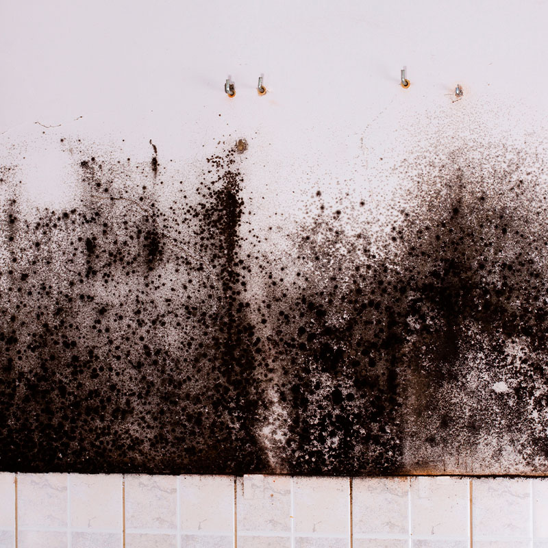 mold-on-the-wall-austin-tx.jpg