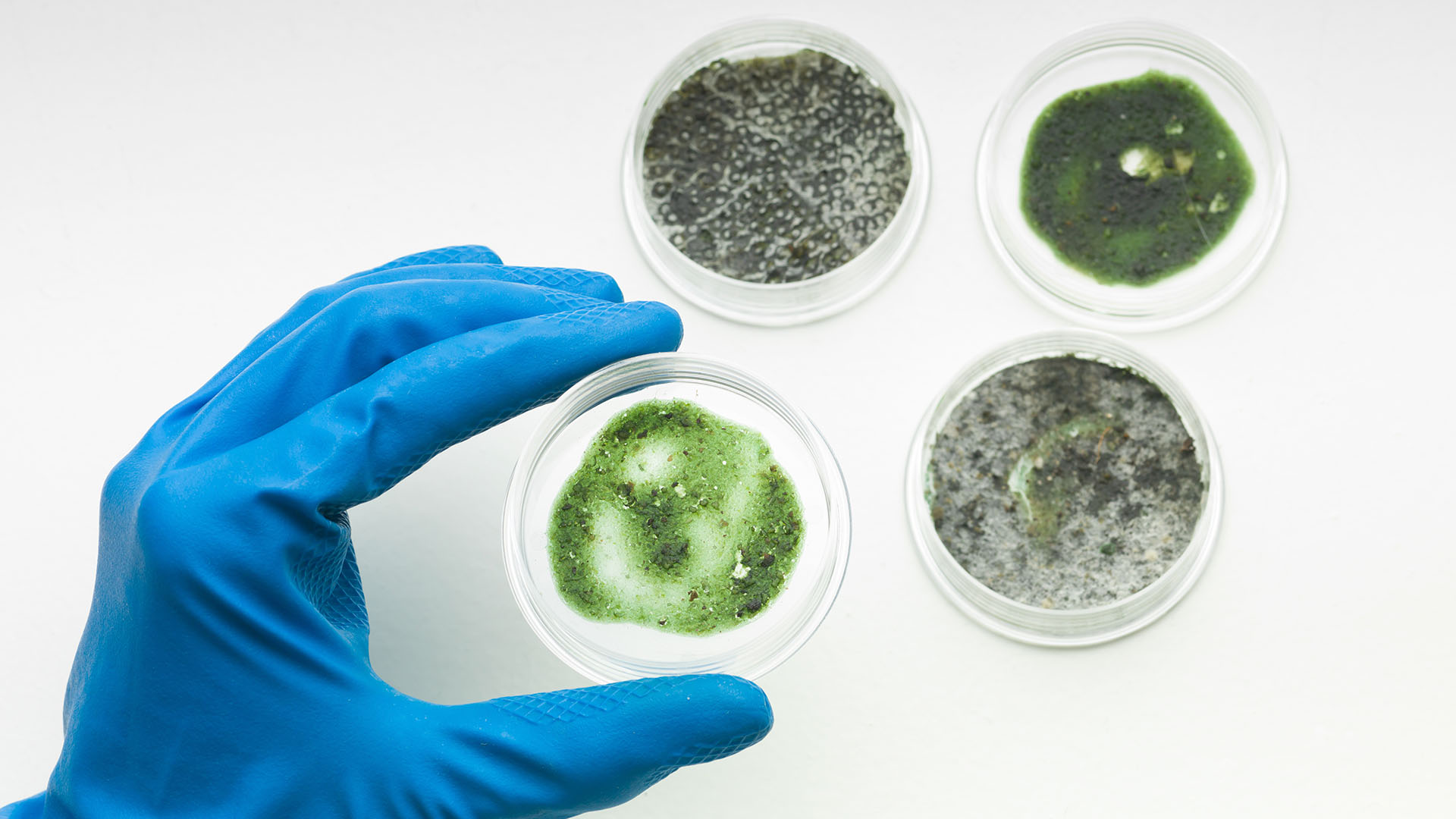 process-of-mold-testing-austin-tx.jpg