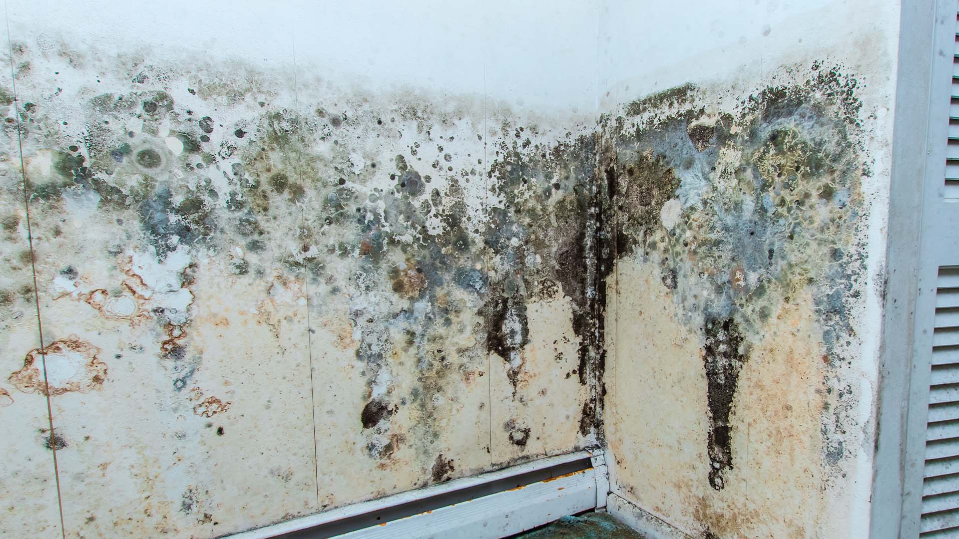 removal-service-on-the-wall-dirty-austin-tx.jpg