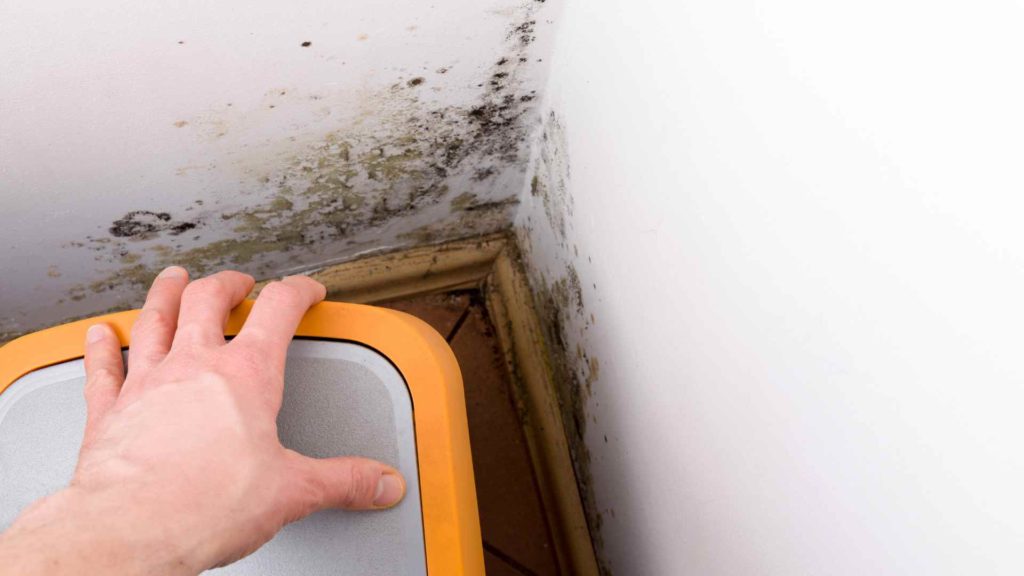 mold in house Round Rock TX