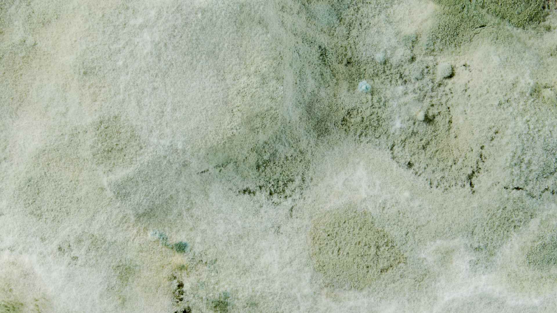 mold texture Round Rock TX