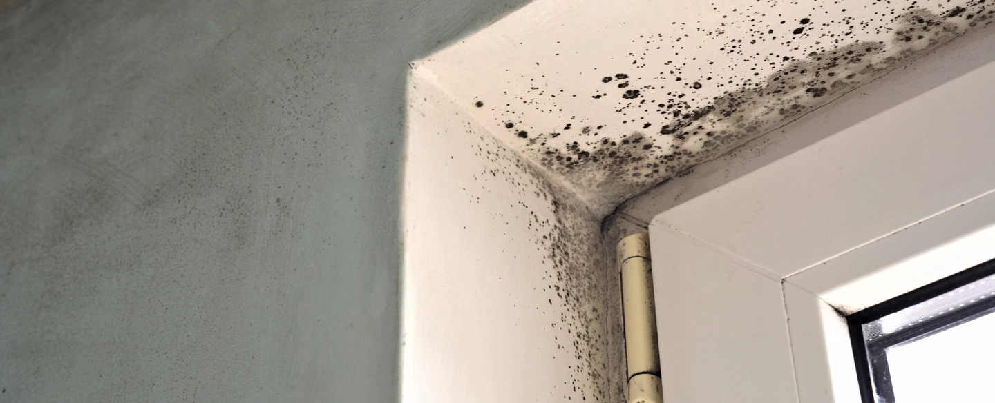 mold damage in a wall san antonio tx